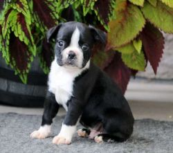 stunning Boston Terrier puppy
