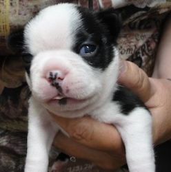 Boston Terrier Puppies for sale!