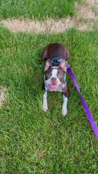 Meet Ava/ Boston terrier