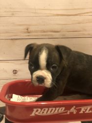Boston Terriers for sale