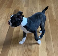 Beautiful Boston Terrier Puppies Available