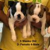 Biscuits CKC Registered Boston Terrier Puppies