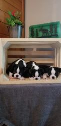 giving Boston Terrier Puppies