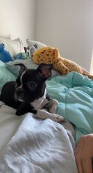 Boston terrier for sale