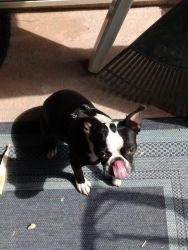 1 year old pure breed Boston Terrier