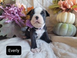 Fall special! Everly Stunning Female Boston Terrier Puppy