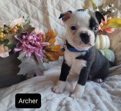 Fall special! Archer Sweet Male Boston Terrier Puppy