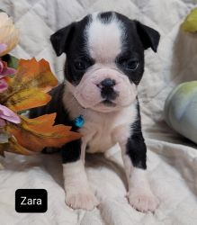 Pre Black Friday Special! Zara Lovely Female Boston Terrier Puppy