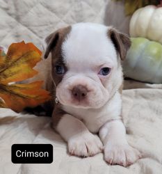 PENDING! Crimson Gorgeous Male Boston Terrier Puppy