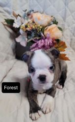 Pre Black Friday Special! Forest Beautiful Male Boston Terrier Puppy