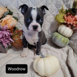Pending! Woodrow Blue Boston Terrier Male Puppy
