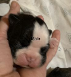 Boston terrier puppies just in time for Christmas