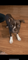Female Boston Terrier for sale