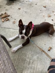 Sweet and lovable Boston terrier