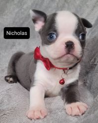 Pending!!! Nicholas Blue Male Boston Terrier Puppy w Blue Eye