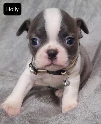 Holly Gorgeous Blue Boston Terrier Female Puppy
