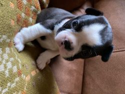 Boston Terrier Puppies ready for new homes