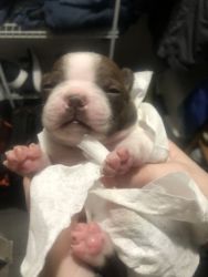 AKC registered Brindle and White Boston Terrier Puppies for Sale