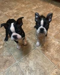 Adorable Boston Terrier Puppies For Sale