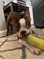 Boston terrier puppy for sale