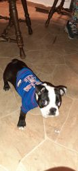Loving boston terrier (diesel) looking for loving home