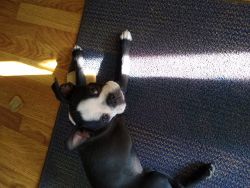 8-month-old Boston terrier female with papers AKC