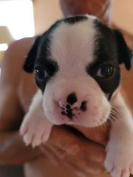 Croteau's Boston Terriers