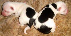 Bo-Jack Puppies for Sale
