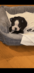 Cute Boston terrier puppy, dewormed and got his shot please text me on
