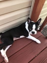 Boston terrier for sale by owner