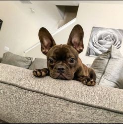Fred the Frenchton
