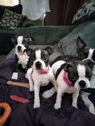 Boston terrier puppies for sale in California