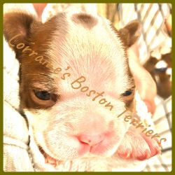 CKC Red/Brown Boston Terriers South Louisiana