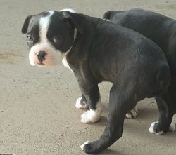 Boston Terrier Puppy's-Male-Ready for new home