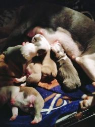 CKC LILAC AND WHITE ALSO BLUE AND WHITE BOSTON TERRIER PUPPIES