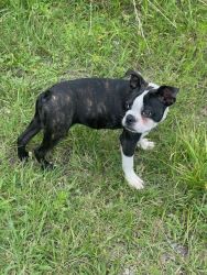 Attention Boston Terrier for sale