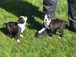 ovely pure breed Chinese Boston Terrier puppies