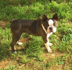 Boston terrier males at stud to approved females