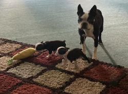 Full Blooded Boston Terrier Puppies