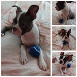 Boston Terrier/French Bulldog puppies seeking a forever home.