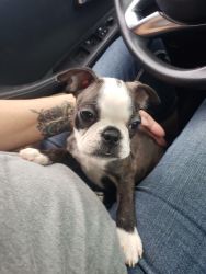 AKC Boston Terrier puppies for sale!