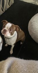 Red Boston Terrier Female Pure Breed