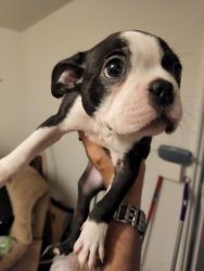 Boston terrier puppies For sale