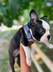 Boston Terrier Puppie for sale