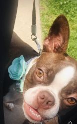 Boston terrier beautiful female looking for new home