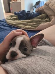 4 month old tan boston terrier
