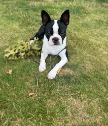 Beautiful 7-Month Old Boston Terrier