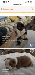 BOSTON TERRIER PUPPIES FOR SALE