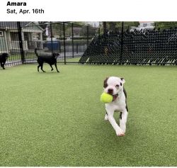 Amara (Boston Terrier)