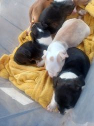 Puppies looking for a good home